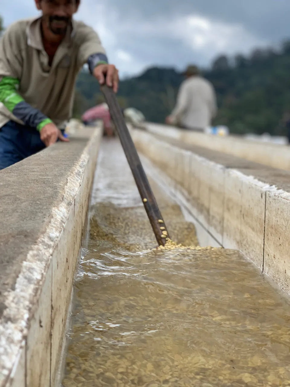 Washed Pacamara coffee moving through the washing channel at Finca Santa Ana