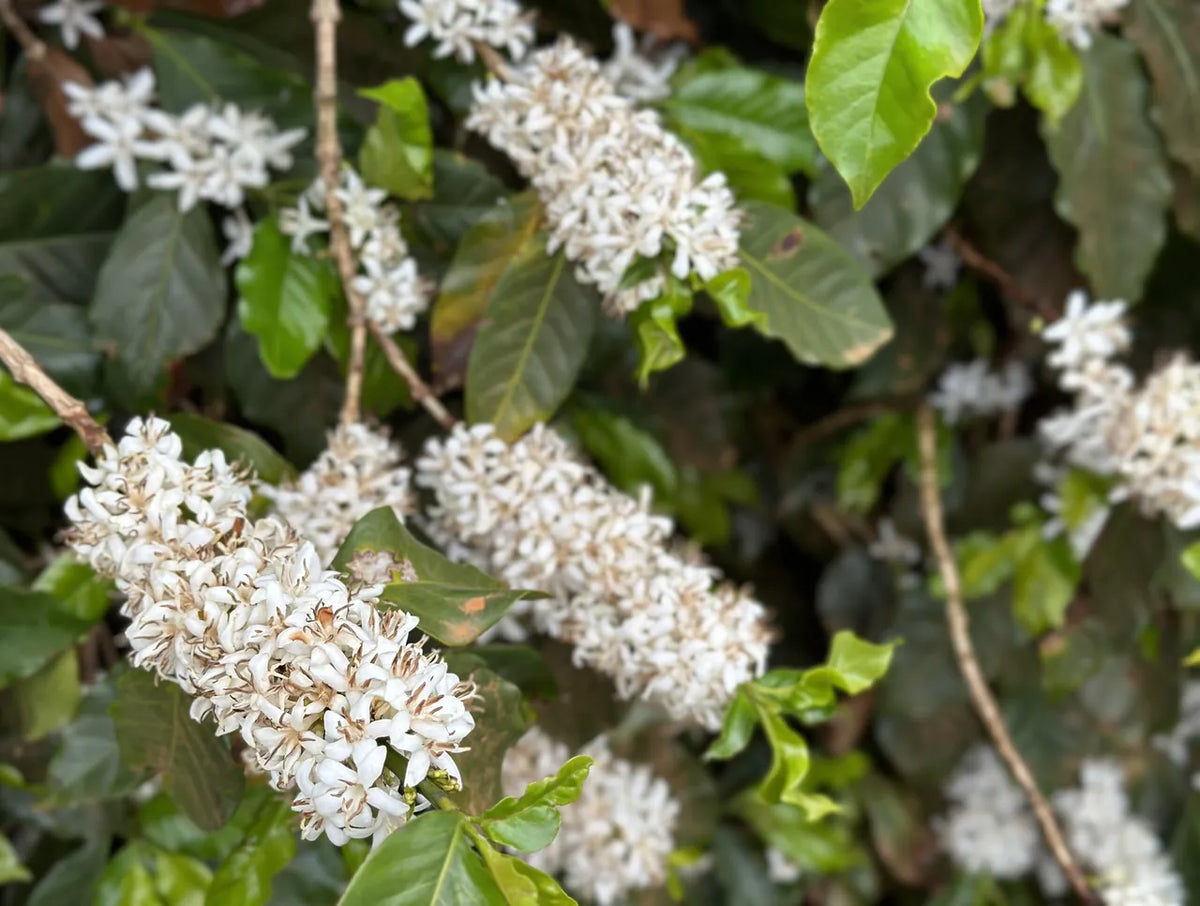 White coffee blossoms on a coffee tree at Fazenda Terra Alta