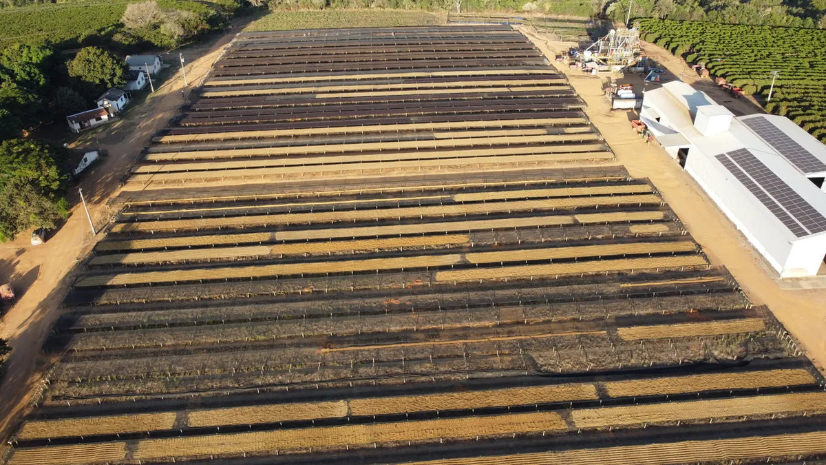 Natural coffee drying in rows on the patios at Fazenda Terra Alta